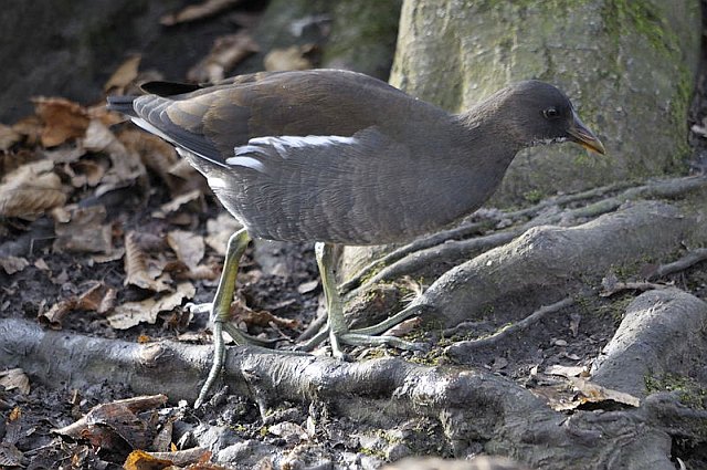 Teichhuhn &copy; Johann Zimmermann