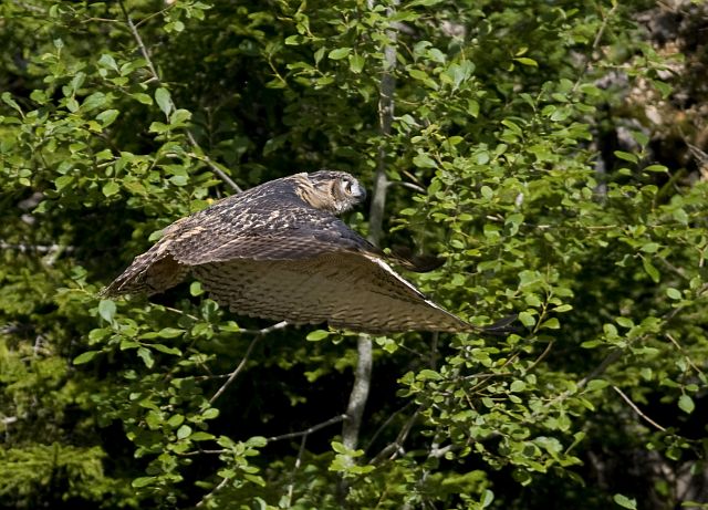 Uhu &copy; Markus Römhild