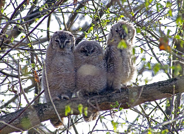 Waldkauz &copy; Werner Borok