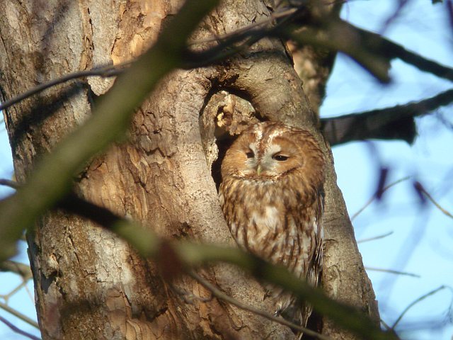Waldkauz &copy; Werner Borok