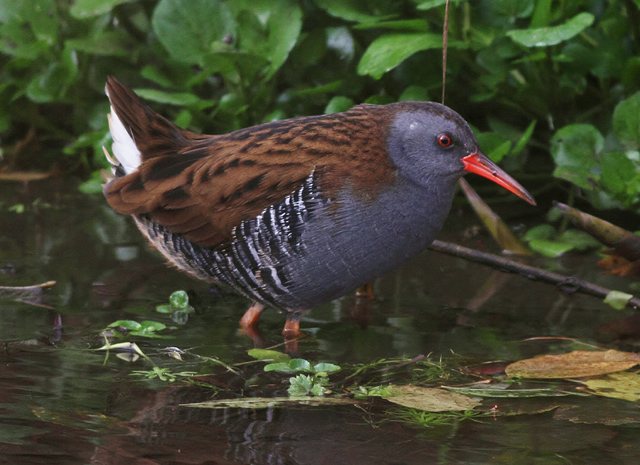 Wasserralle &copy; Markus Dähne