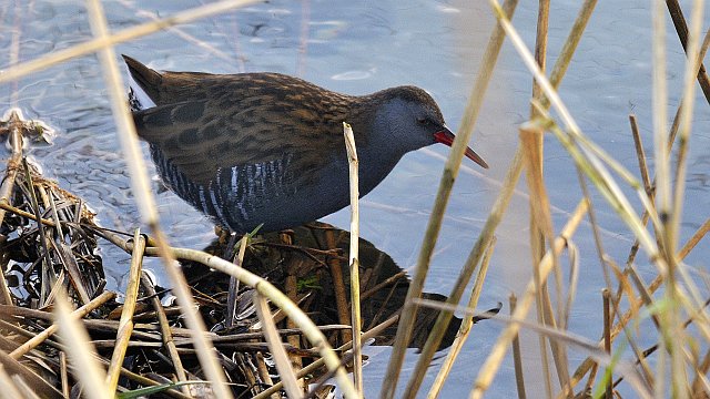 Wasserralle &copy; Friedrich Renner