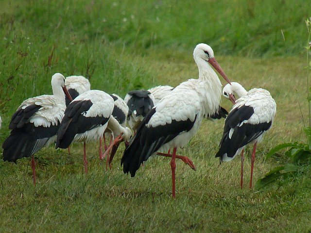 Weißstorch &copy; Knut Höltke