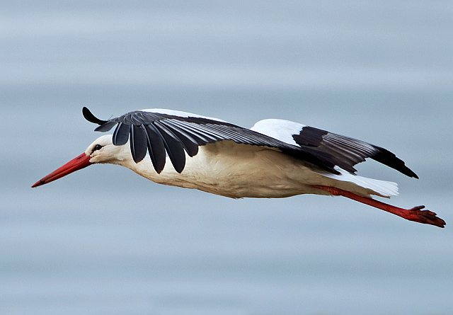 Weißstorch &copy; Ulrich Rösch