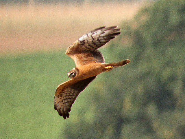Wiesenweihe &copy; Rainer Jahn