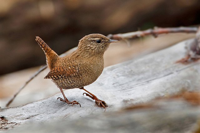 Zaunkönig &copy; Michael Manitz