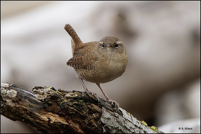 Zaunkönig &copy; Alexander Kraus