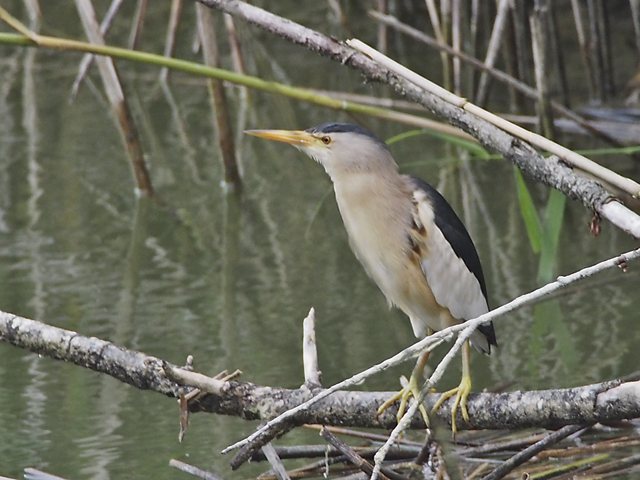 Zwergdommel &copy; Franz Fischer