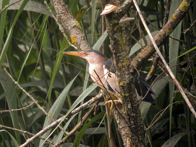 Zwergdommel &copy; Susanne Rieck