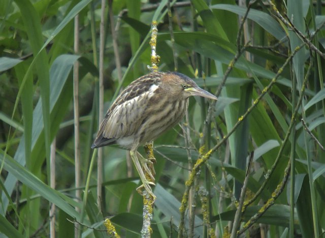 Zwergdommel &copy; Susanne Rieck