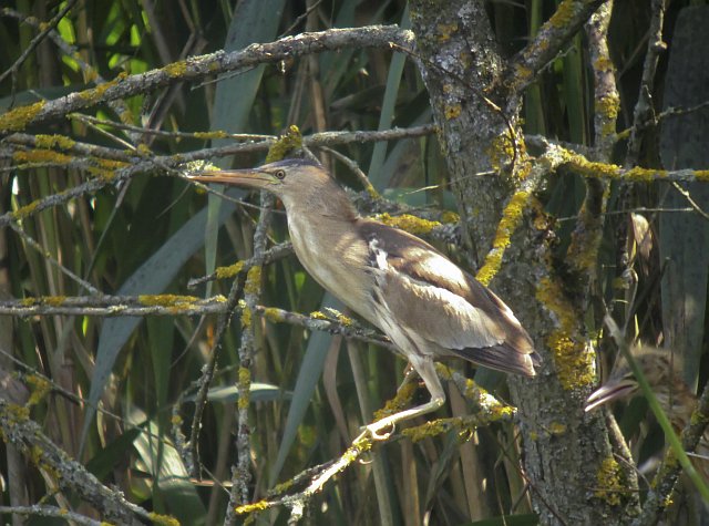 Zwergdommel &copy; Susanne Rieck