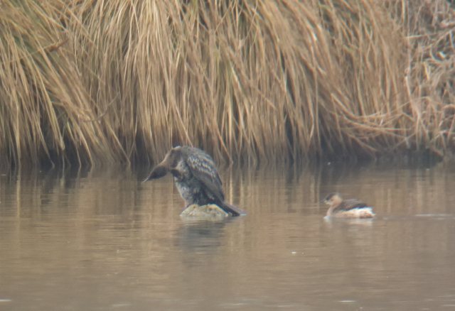 Zwergscharbe &copy; Kirsten Krätzel