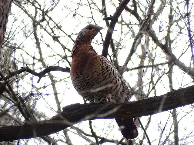 Auerhuhn © Andreas Hahn