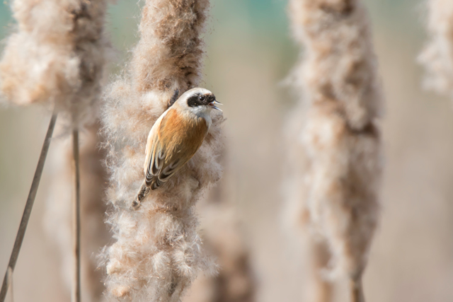Beutelmeise &copy; Gunther Zieger