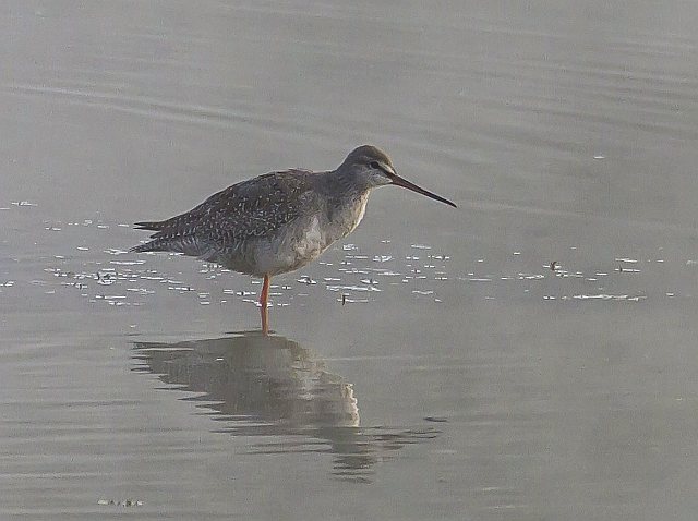 Dunkler Wasserläufer &copy; Carl-Peter Herbolzheimer