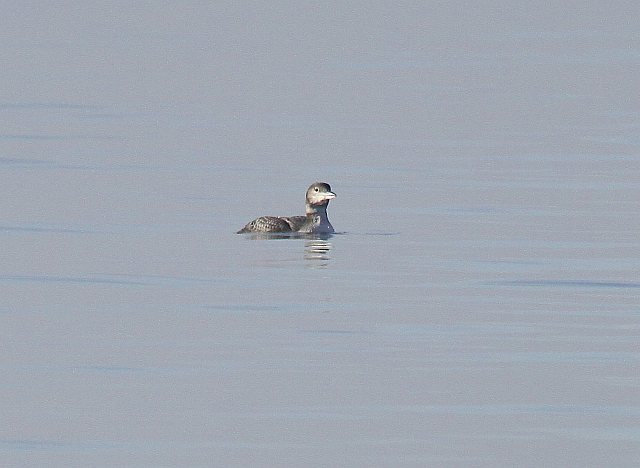 Eistaucher &copy; Christian Haass