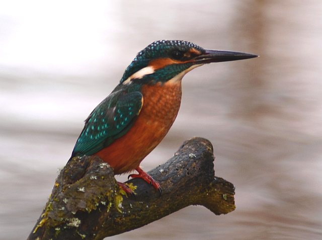 Eisvogel &copy; Helmut Lindenmeir