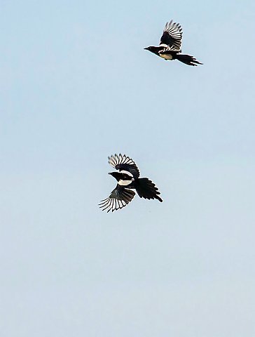 Elster &copy; Carl-Peter Herbolzheimer