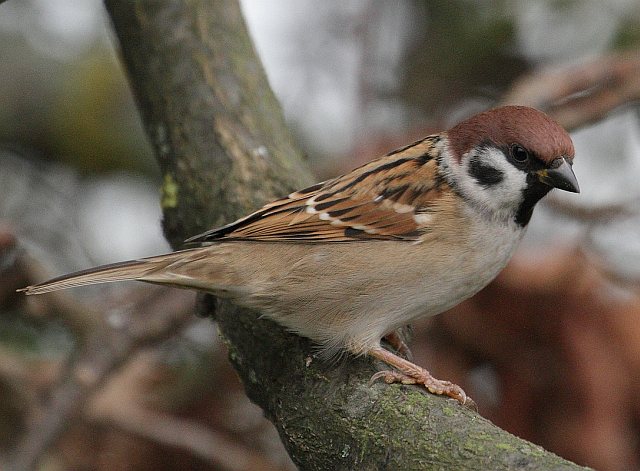 Feldsperling &copy; Carl-Peter Herbolzheimer
