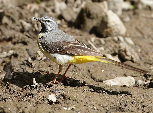 Gebirgsstelze &copy; Carl-Peter Herbolzheimer