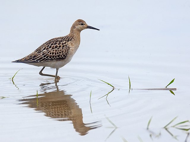 Kampfläufer &copy; Johannes Sänze