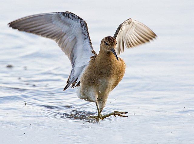 Kampfläufer &copy; Annette Schulten