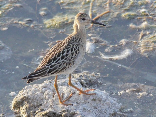 Kampfläufer &copy; Robert Gerigk