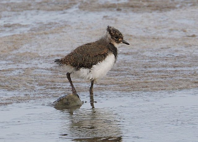 Kiebitz &copy; Carl-Peter Herbolzheimer