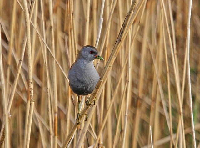 Kleines Sumpfhuhn &copy; Christoph Moning
