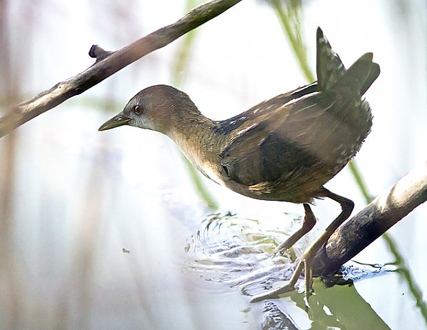 Kleines Sumpfhuhn &copy; Claudia Burger
