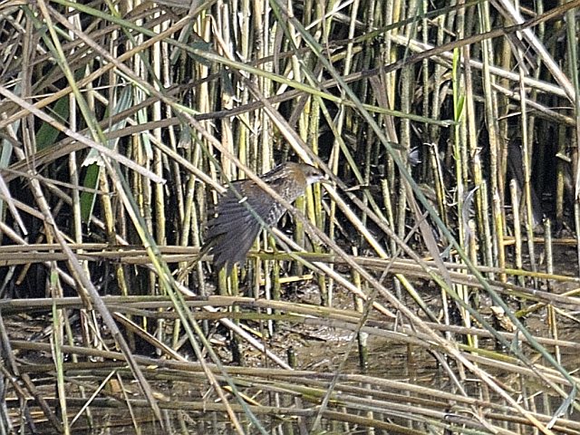 Kleines Sumpfhuhn &copy; Friedrich Renner