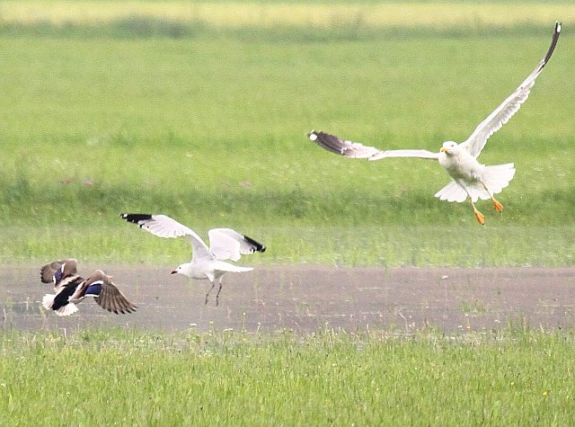 Korallenmöwe &copy; Christian Haass