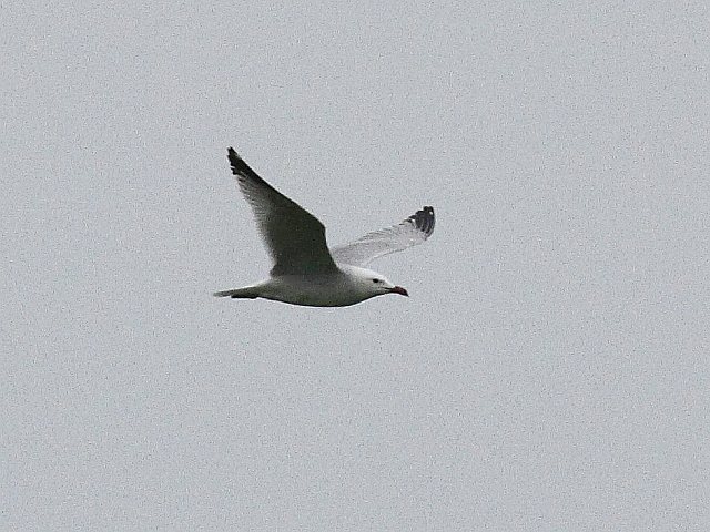 Korallenmöwe &copy; Ingo Weiß