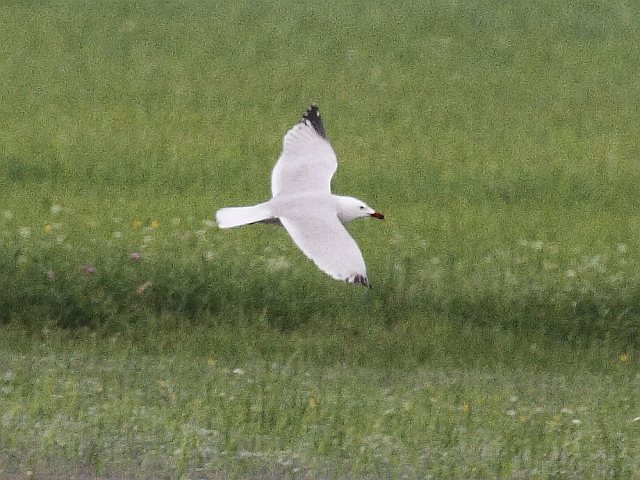 Korallenmöwe &copy; Ingo Weiß