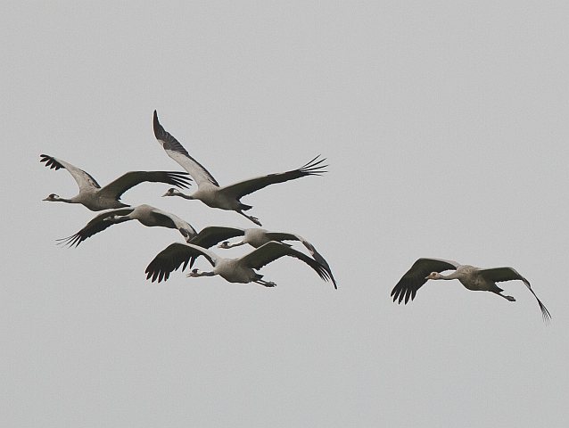 Kranich &copy; Jörg Langenberg