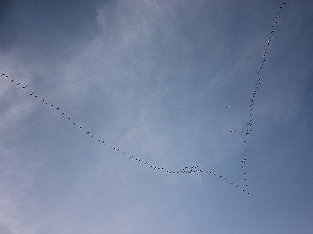 Kranich &copy; Bettina Neudeck