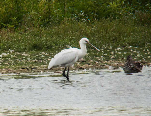 Löffler &copy; Susanne Rieck