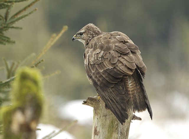 Mäusebussard &copy; Otmar Forster