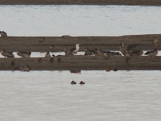 Mantelmöwe &copy; Johann Zimmermann