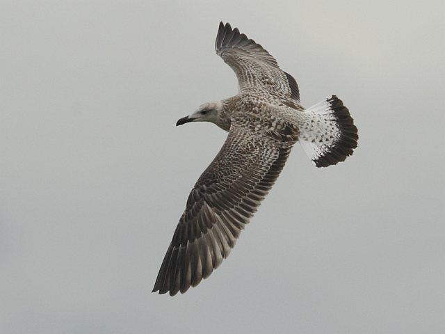 Mittelmeermöwe &copy; Arnold Schuchter