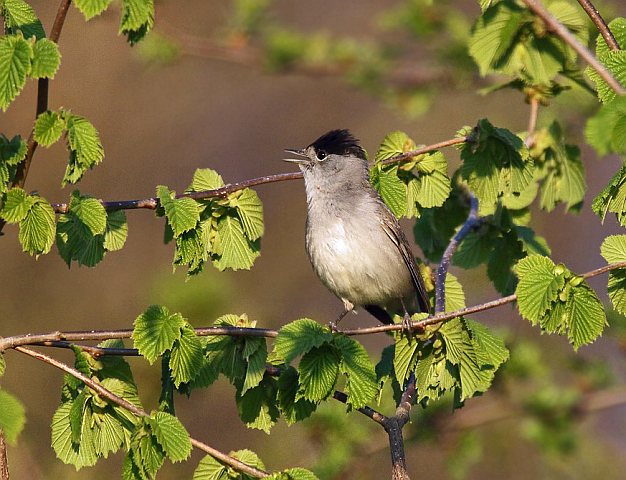 Mönchsgrasmücke &copy; Carl-Peter Herbolzheimer