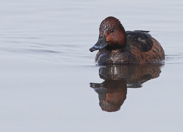 Moorente &copy; Michael Manitz