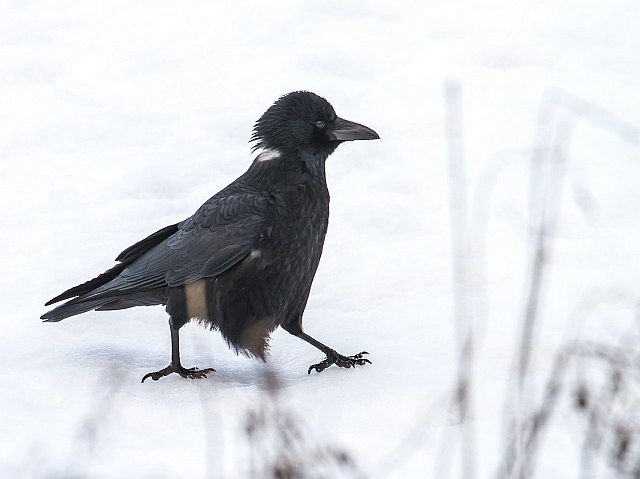 Rabenkrähe &copy; Carl-Peter Herbolzheimer