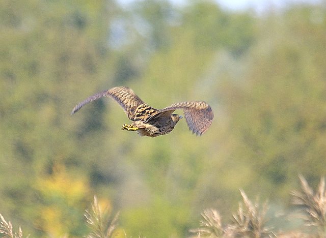 Rohrdommel &copy; Friedrich Renner
