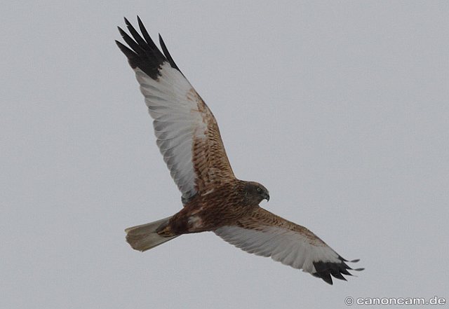 Rohrweihe &copy; Sonja Steckhan