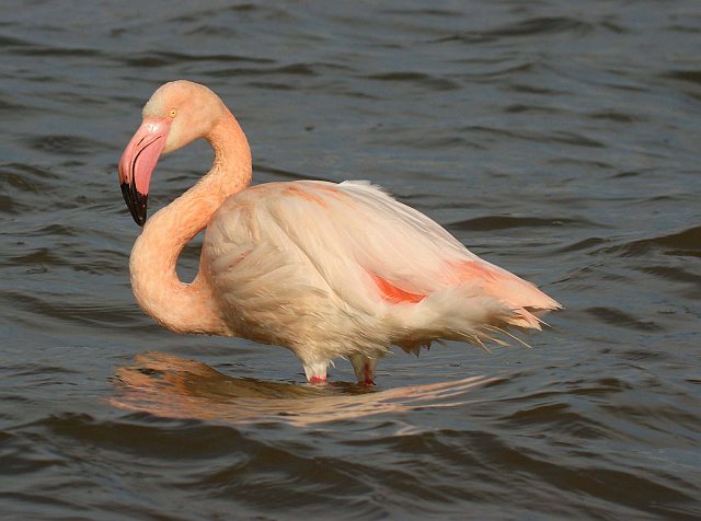 Rosaflamingo &copy; Jörg Möller