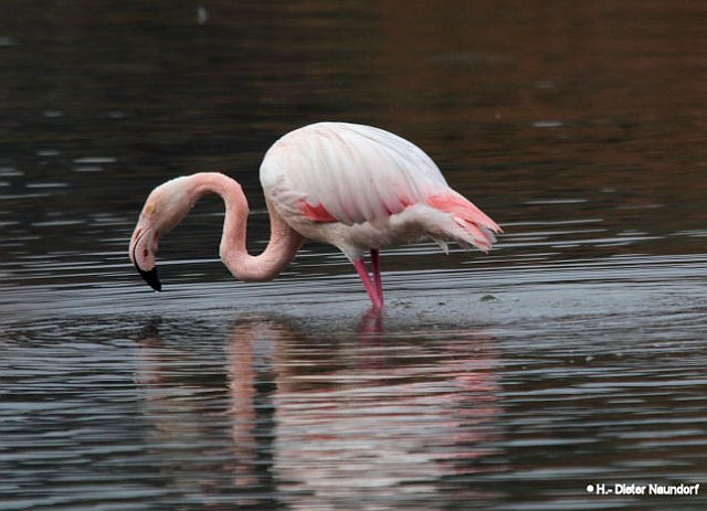 Rosaflamingo &copy; H.-Dieter Naundorf