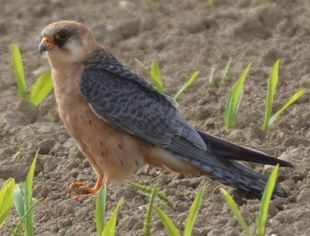 Rotfußfalke &copy; Alexander Scholz