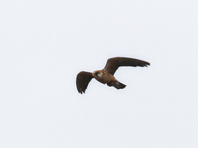 Rotfußfalke &copy; Rainer Jahn