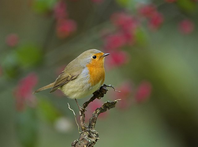 Rotkehlchen &copy; Otmar Forster